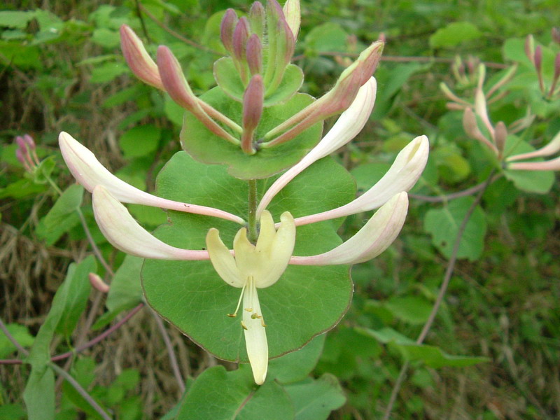 Lonicera caprifolium e L. etrusca
